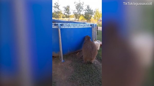Large capybara has social media users stunned as it jumpsinto pool