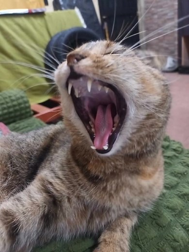 Gatos cantando con IA: broma YPF y gato tengo una idea