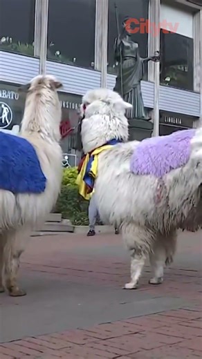 Llama owners demand compensation after decree bans their use in public spaces | CityTv
