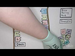 What is Transcription?