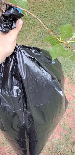 Wasp Nest Removal: Part 2 | Expert Tips and Techniques