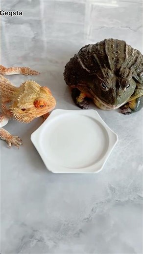 Frog vs Lizard… Who Eats More Maggots? 🐸🦎 #subscribe