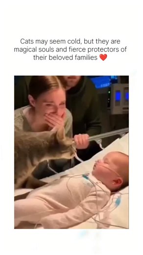 empty on Instagram: "This X post shares a 61-second compilation video of cats cuddling and grooming ill infants in hospital beds, paired with a caption in Japanese emphasizing cats' hidden loyalty as fierce family guardians despite their aloof reputation. The content has garnered over 21,000 likes and 4 million views within hours, sparking replies that praise the emotional warmth while others skeptically note hospital restrictions on pets, consistent with the author's bio disclosing mixed source
