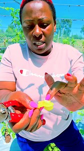 15K views · 380 reactions | This is our Ukrainian grapes orchard that is doing so wonderfully  For the best and quality grapes this is the way to train them. You can visit our farm and get to witness and learn more. For more information you can call me through 0722 284176 #wambuguapples #fruits #farming #apple #apples #grapeschallenge #ukrainian #kenya | Catherine Wambugu | Facebook