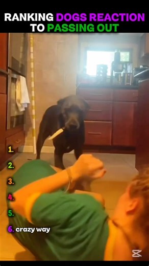 Dogs Reacting to People Passing Out🤣