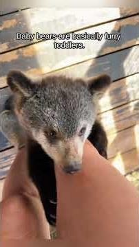 This Little Bear Thinks It’s a Human 😭🐻#bear #babybear #animals #fyp