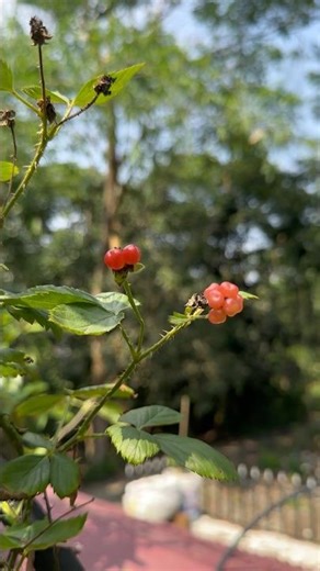 My blackberry’s #garden #slowliving