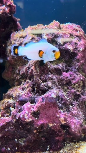 Clownfish Wearing Halloween Costume