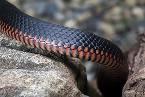 Common & Venomous Dominican Republic Snakes: What You Need To Know