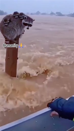 OMG DISCOVER 🤩🤗 on Instagram: "In the United States, service dogs are legally protected by federal law under the Americans with Disabilities Act (ADA). This means a trained service dog can enter airplanes, hospitals, schools, restaurants, workplaces, and public spaces — not as a pet, but as medical support. What makes this powerful is that in many countries, service dogs do not have these protections. In the U.S., the law recognizes that a dog can be: A mobility aid A seizure alert system A PT