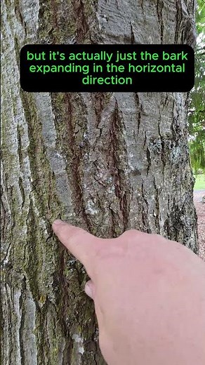 What Are These Cracks In Tree Bark?
