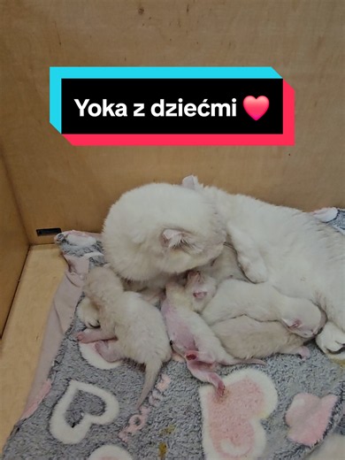 Yoka z dziećmi: jak się miewa mama i kocięta?