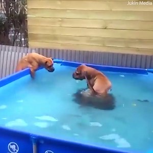 24K views · 209 reactions | Now that’s what I call teamwork!  | Daily Mail Video | Facebook