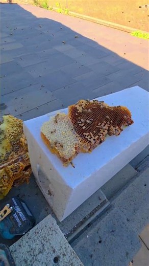 100+ Pounds of Honeycomb From a Beehive! | #nature #bees #shorts