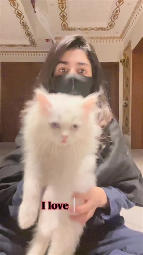 Adorable Cat Moments That Will Melt Your Heart