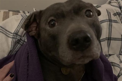 14 adorable dogs and puppies up for adoption in Sussex need loving homes