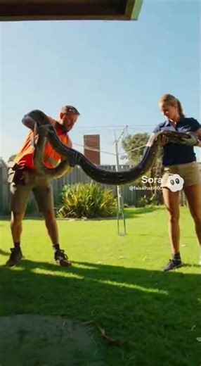 a huge python hiding near their home Snake catchers safely removed the massive reptile