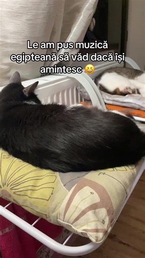 Videoclipuri postate de codite_fericite_popesti (@codite_fericite_popesti) cu original sound - DeeDee🐈‍⬛