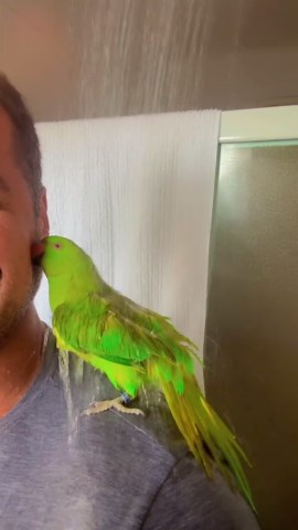 Pet Parrot Enjoys a Refreshing Morning Shower