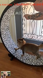 15K views · 762 reactions | Tigger is the best…he’s a good sport_R#3southern #tiktok #reelsivideos #love #viralreels | 3 Southern Cats | Facebook