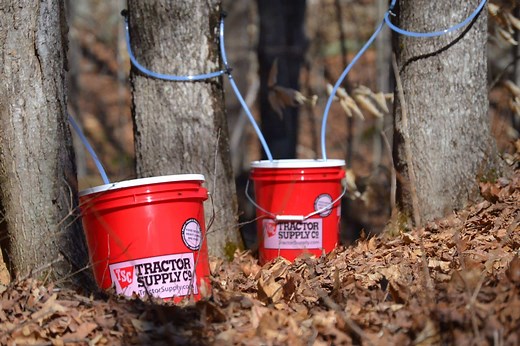 How to identify a maple tree & make syrup - Souly Rested