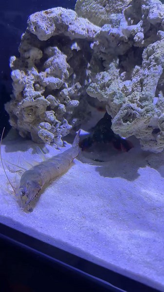 Mantis Shrimp: The Super Creature with a Powerful Punch