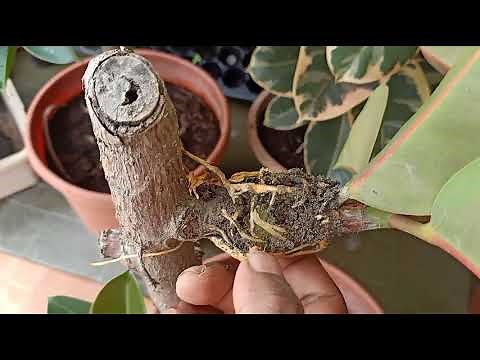 How to Propagate Rubber Plant / Ficus Elastica Using Air Layering Method