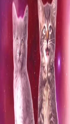 Funny Cat GIFs Compilation for Cat Lovers