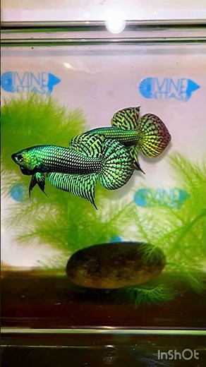 ‪@bettacastle3662‬ Green Alien Hybrid Wild Betta #bettas #wildbetta #alien #fish #hybrid #hmpk