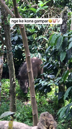 Cara Gampar Babi yang Seru dan Menghibur