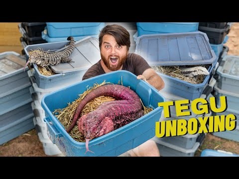 Biggest Tegu Unboxing in YouTube History!