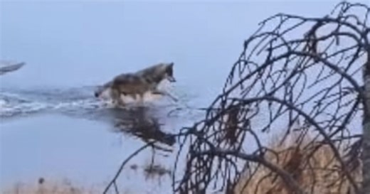 Hunter Captures Video of Extremely Rare Wolf Behavior
