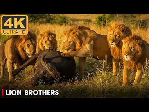 LION vs PREY | Pride of the Most Powerful Lions | Nature Animal Documentary