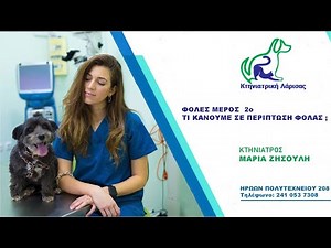 Φόλες σε σκυλιά. Φόλες σε γάτες. Τι κάνουμε σε περίπτωση φόλας; (Μέρος 2ο). Κτηνίατρος Λάρισα