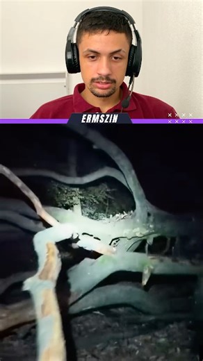 PUG VS ASSOMBRAÇÃO