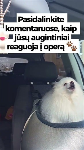 Operos solistas - vokiečių mažasis špicas Beilis 🎶🎵 Opera soloist - German spitz pomeranian Bailey 🎵