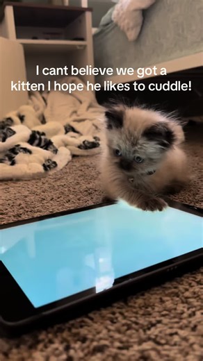 All I wanted was a clingy cuddly kitten, and chowder is absolutely that 🥰 #cuddlykitten #cutekitten #kittencuddles #kitten #kittensoftiktok
