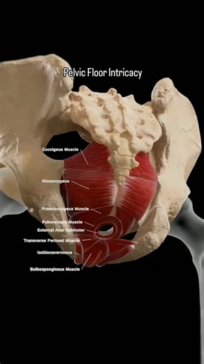 Dr. Rohit Kumar (PT) on Instagram: "These muscles and structures work together to support the pelvic organs, maintain continence, and facilitate various bodily functions. - Coccygeus (Ischiococcygeus) muscle: Located at the back of the pelvis, near the coccyx. It supports the pelvic organs. Iliococcygeus muscle: Part of the levator ani muscle group, it supports the pelvic organs and helps maintain continence. - Pubococcygeus muscle (Pubovisceral muscle): Part of the levator ani muscle group, it 