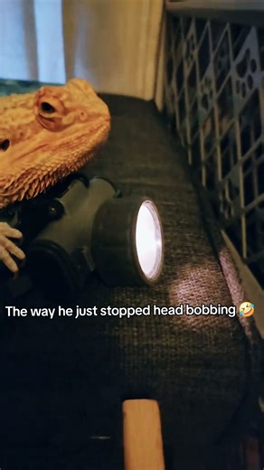 2.7K views · 2.5K reactions | Smh, can't find good help these days 年藍. ... #tbt #beardeddragon #funnypets #petcomedy #reptiles #funnyanimals #beardeddragons | Spikedays | Facebook