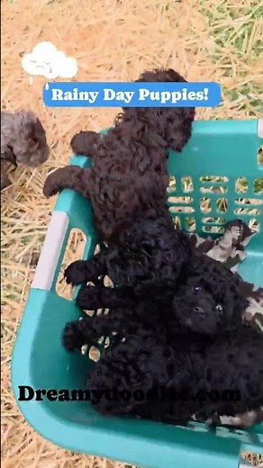 Spring 2026 - Mini F1B Australian Labradoodles - Dreamydoodles.com