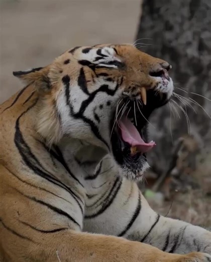 #fyp #animals #zoology #nature #tiger | tiger
