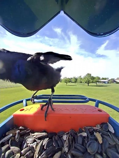 Common Grackle Sound | Backyard Bird Calls #shorts