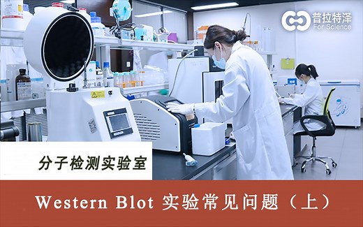 Western Blot检测 常见问题及解决方法 上
