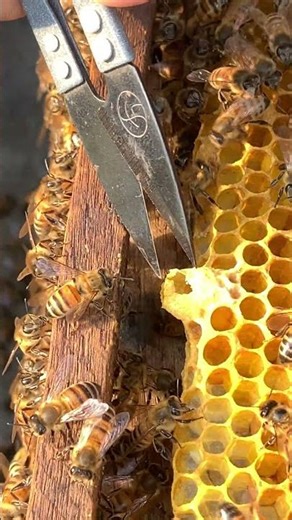 Why Beekeepers Remove Queen Cells (Hive Safety Tip)
