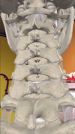 What happens when you pop your back? #chiropractic