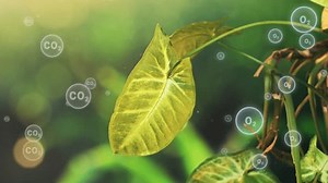 Green Leave with overlay animation Of Oxygen and Carbon dioxide icons. Photosynthesis concept of plant producing oxygen, reducing carbon