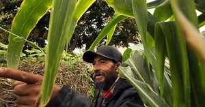South L.A. farmers connect with their homelands through traditional plants