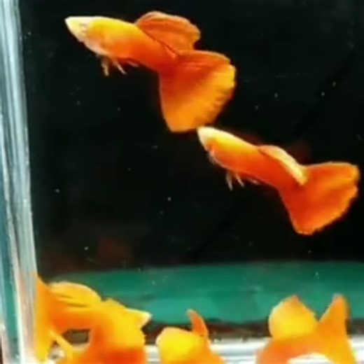 Creating a Custom Mood Board for Emotional Expression