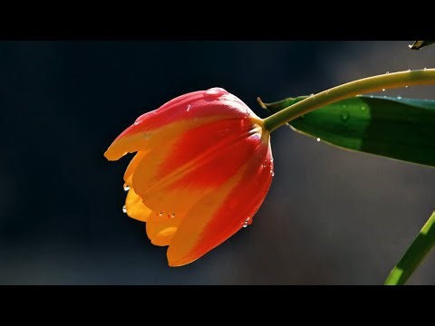 Relaxing Spring Flowers 🌷 8 Minutes of Calm Nature & Beautiful Tulips (Stress Relief)