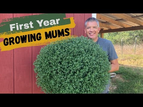First year growing mums!! Complete cost breakdown and how much we made